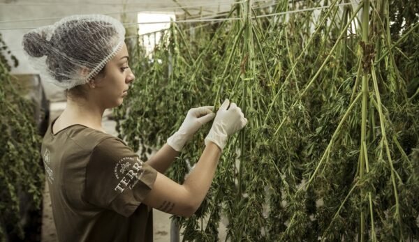 cannabis-legalizacionPrincipal cannabis, legislación y regularización